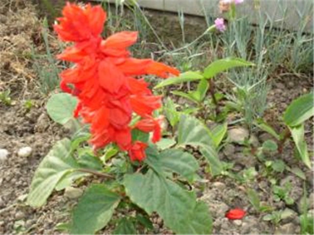 salvia splendens